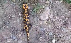 Kahramanmaraş'ta benekli semender görüntülendi