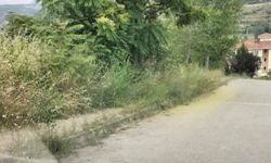 Kaldırımları otlar kaplayınca vatandaşların yılan korkusu başladı