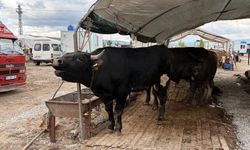Kayseri'de 53 bin 284 adet kurban kesildi