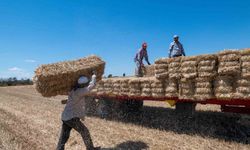 Kırklareli'nde saman balyası mesaisi: Günde 500 balya taşıyorlar