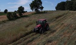 Kocaeli'de süt otu çiftçiye can suyu oldu