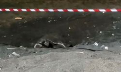 Koruma alanı dışına yuva yapan caretta caretta için şeritli tedbir