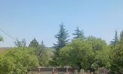 Koruma altındaki dağ keçileri Harput mezarlıklarında görüntülendi