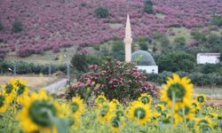 Kozan'da dağlar pembeye, ova günebakanlarla sarıya büründü