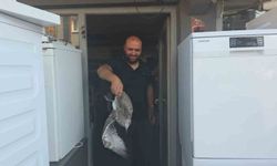 Martı yavrusu beyaz eşya tamircisini karıştırdı