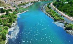 Martılar, Murat Nehri'nde görsel şölen oluşturdu
