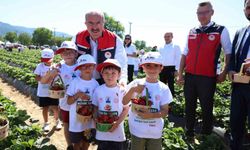 Meşhur Yenice çileğinin hasadı yapıldı