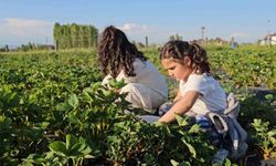 Muş'ta çilek tarlasında hem üretici hem vatandaş kazanıyor