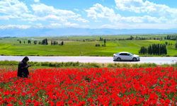 Muş'taki doğal gelincik tarlası vatandaşların ilgi odağı oldu