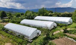 Ordu'da örtü altı üretim 68 bin metrekareye ulaştı
