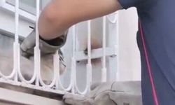 Patisi pencere demirine sıkışan kediyi itfaiye kurtardı