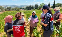 Salihli Jandarma, tütün tarlasında KADES'i anlattı