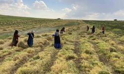 Şanlıurfa'da mercimek hasadı başladı