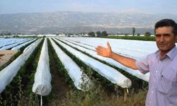 Sarıgöl Ovası beyaza bürünmeye hazırlanıyor