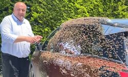 Şehir merkezinde otomobili arılar sardı