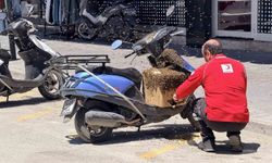 Şehrin göbeğinde oğul veren arılar ilgi odağı oldu