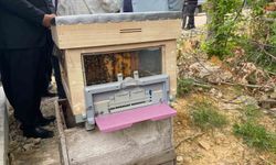 Sinop'ta Türkiye'nin 913'üncü bal ormanı hizmete açıldı