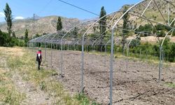 Şırnak'ta sera yatırımları yerinde incelendi