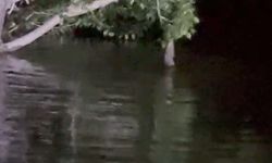 Sivas'ta fıkralara konu olacak olay, balık ağaca çıktı