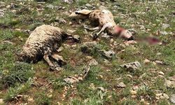 Sivas'ta koyun sürüsünün üzerine yıldırım düştü, 5 koyun telef oldu