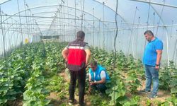 Tavşanlı cezaevi serasında üretim faaliyetleri incelendi