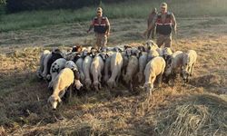 Tunceli'de kayıp küçükbaş hayvanlar dron desteğiyle bulundu