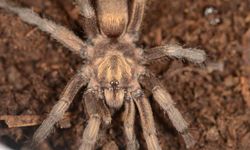 Türkiye'de ilk kez yeni bir tarantula cinsi kaydedildi