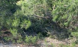 Uçuruma yuvarlanan traktör sürücüsü hayatını kaybetti