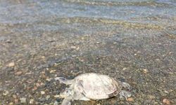 Ula'da sahilde Caretta Caretta bulundu