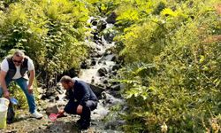 Uzungöl ve çevresindeki derelere 15 bin kırmızı benekli yavru alabalık bırakıldı