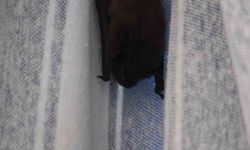 Yarasa balkon perdesini yuvaya dönüştürdü, ev sahibi 'Batman' adını verdi