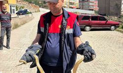 Yozgat'ta otomobile giren yılanı itfaiye ekipleri çıkardı