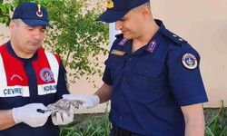 Yozgat'ta yavru baykuşa Jandarma ekipleri şefkat eli uzattı
