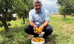 Ziraat mühendisinin tavsiyesiyle diktiği kayısıdan 6 yıldır ürün alıyor
