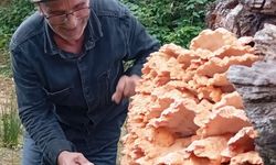 Rize’de Bal İçin Gittiler, Kilolarca Mantarla Döndüler