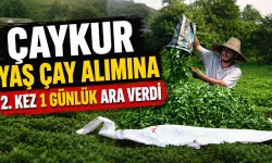 ÇAYKUR yaş çay alımına 2. kez 1 günlük ara verdi
