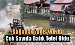 Sağanak yağış vurdu çok sayıda balık telef oldu