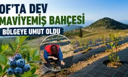 Of'ta Dev Maviyemiş Yatırımı: Bölge Tarımına Yeni Soluk