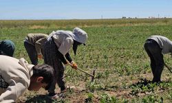 Adilcevaz'da kavurucu sıcakta ekmek parası mücadelesi