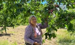 Andırın'da Çığşar kirazında hasat başladı