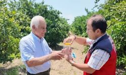 Andırın'da faydalı böcek ile doğal mücadele