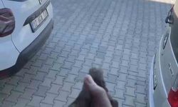 Apartman boşluğuna düşen sığırcık kurtarıldı