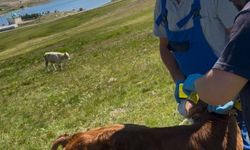 Aydıntepe Yaylası'nda buzağılar küpelenerek aşılandı