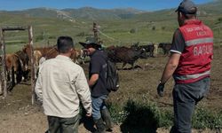 Aydıntepe'de üreticiye 15 ithal angus düve teslim edildi