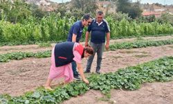 Barbunya ve kornişon salatalık da hastalık ve zararlı denetimi