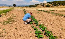 Başmakçı'da sebze ekili alanlar kontrol edidldi