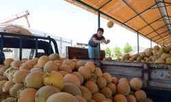 Bilecik'in ünlü Medetli kavununun hasadı başladı