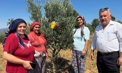 Buldan'da zeytin sineğine karşı fenomen tuzak dağıtıldı