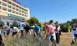 Burhaniye'de 'Lavanta Kokulu Okul' da hasat heyecanı