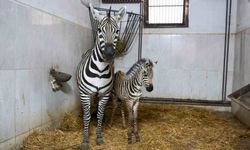 Bursa Hayvanat Bahçesi'nde zebra ailesi büyüyor